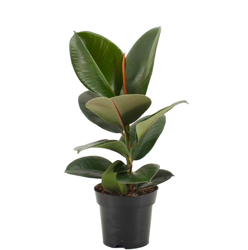 فیکوس الاستیکا